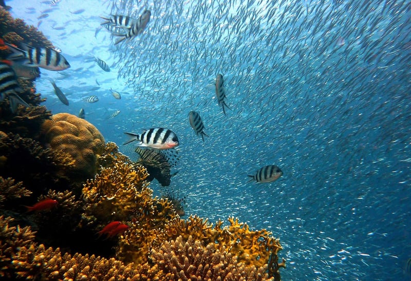 Coral and Turquoise