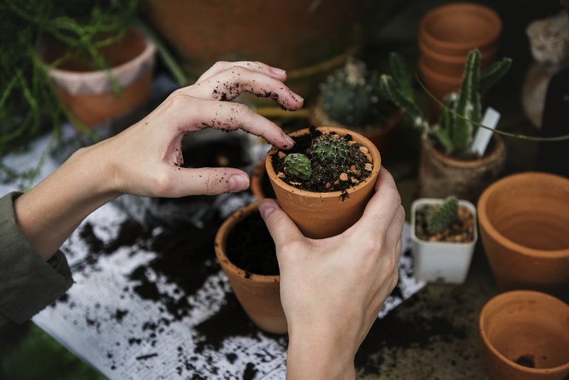 Herb garden in pots
