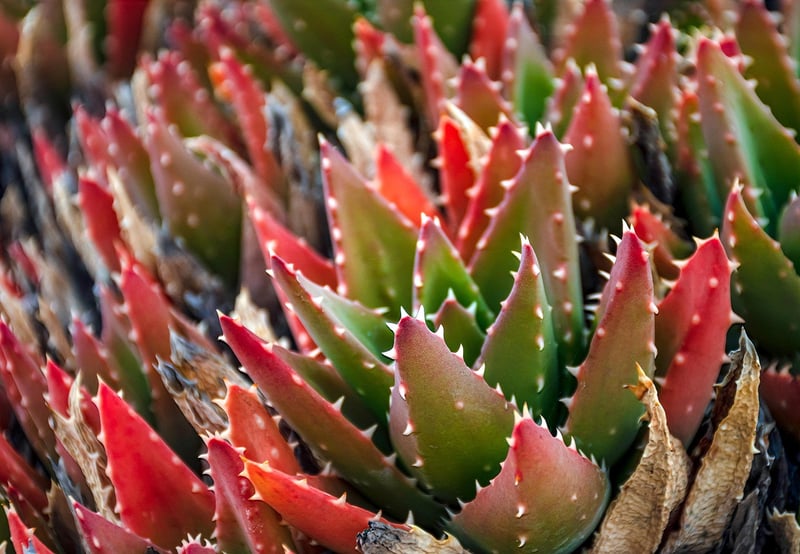 Succulent Wreath